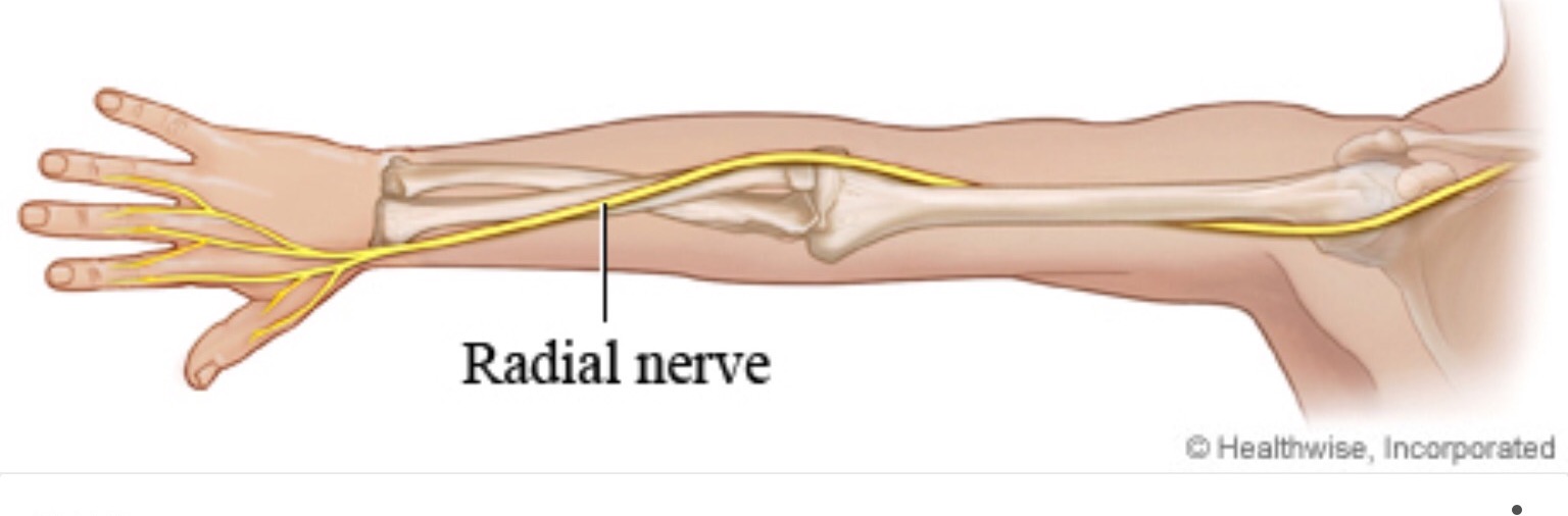 Срединный нерв запястья. Nervus radialis. Лучевой нерв (Radial nerve)?. Нерв radialis.